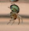 Agalenatea redii